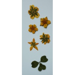 suszone żółte kwiaty